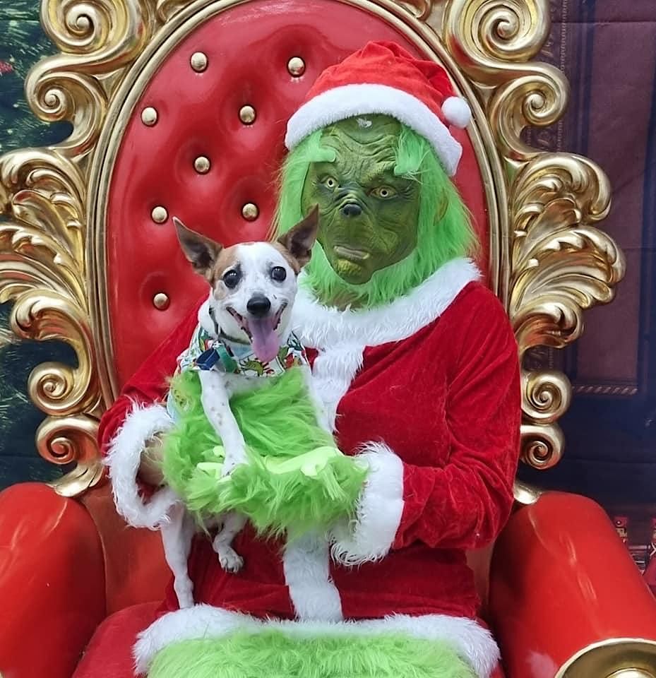 Christmas Grinch Pet Family Photos Pulse Vet Warner December 11 christmas-grinch-pet-family-photos-pulse-vet-warner-december-11