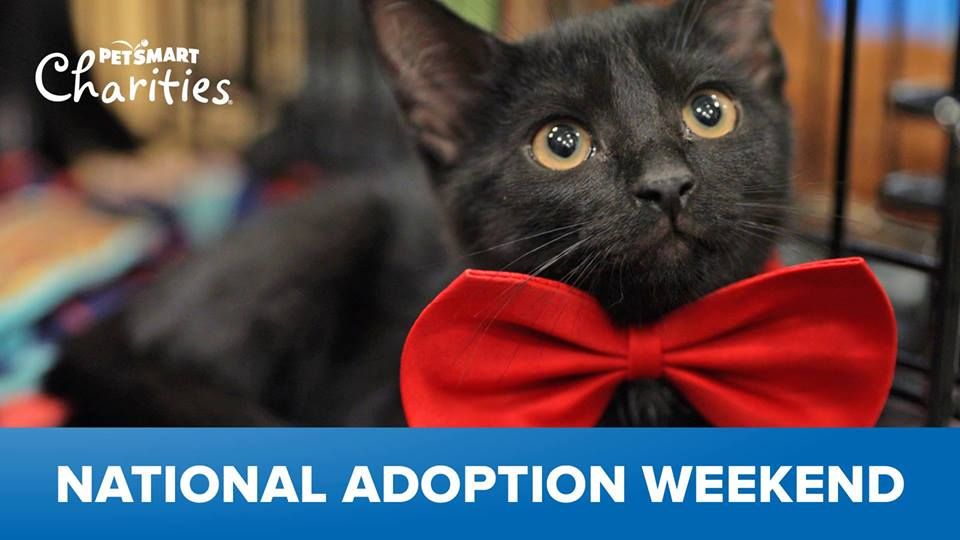 PetSmart National Adoption Weekend Monroe, PetSmart (Monroe, NY), 23