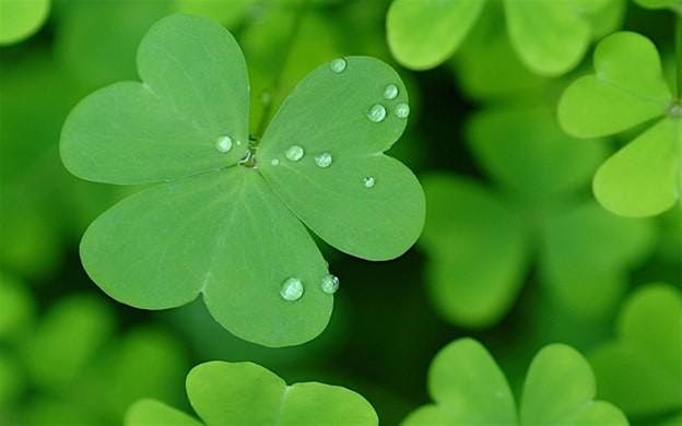 St. Pattys Day Themed Candle Making Workshop, 13 March | Event in Zelienople | AllEvents