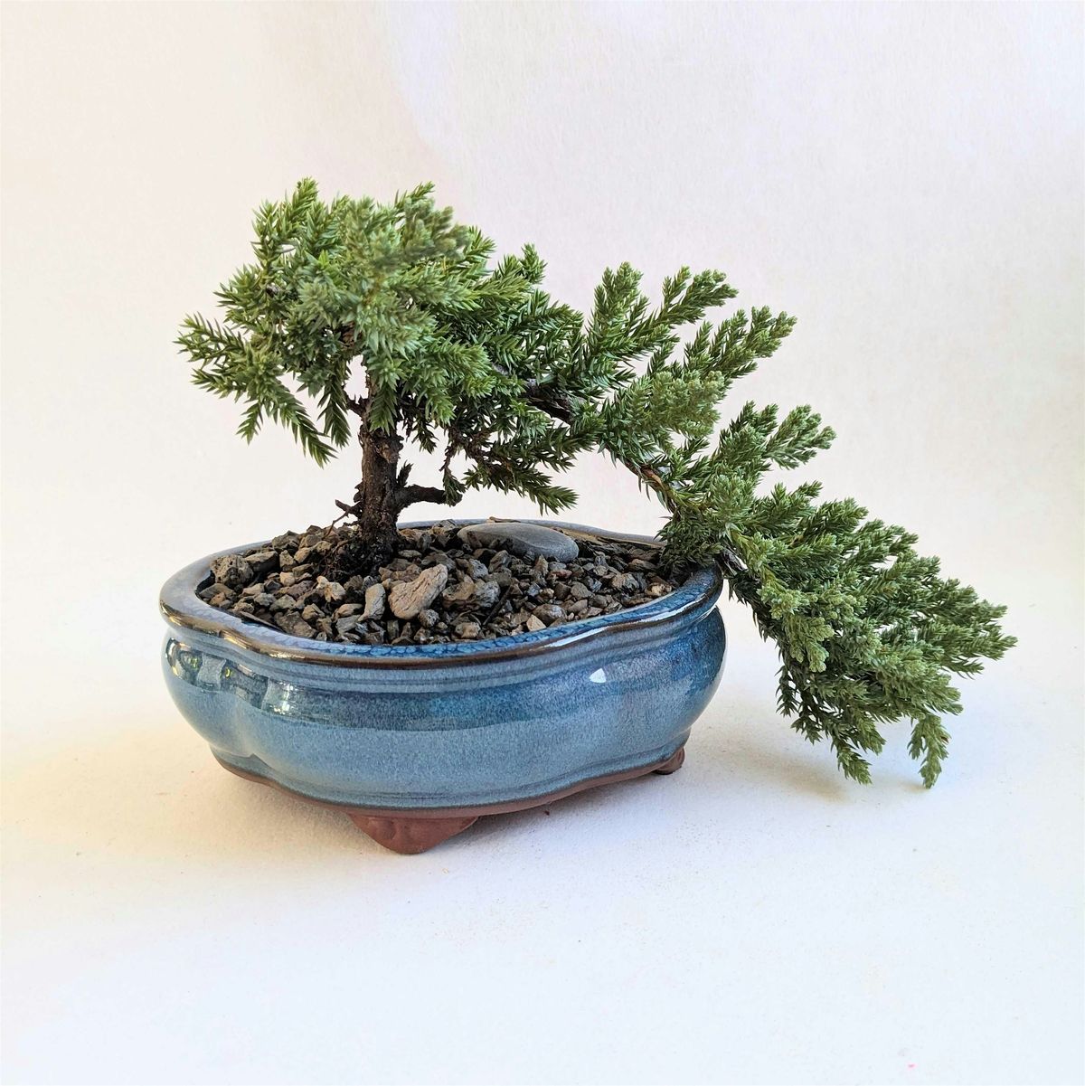 Bonsai 101 | Event in Cambridge | AllEvents