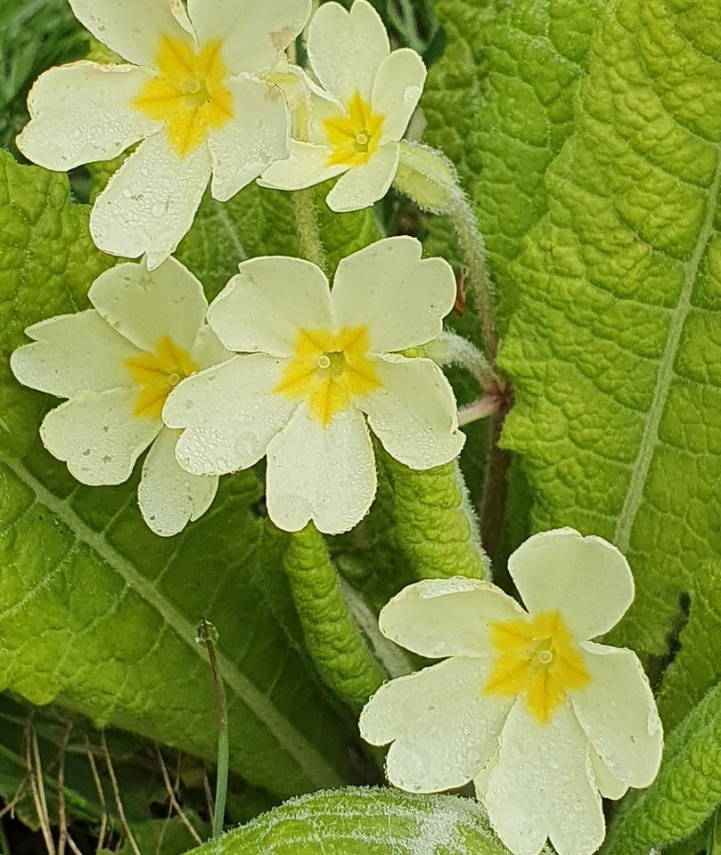 Reformed Worship Chalan Hetherington, Bentley Reformed Baptist Church