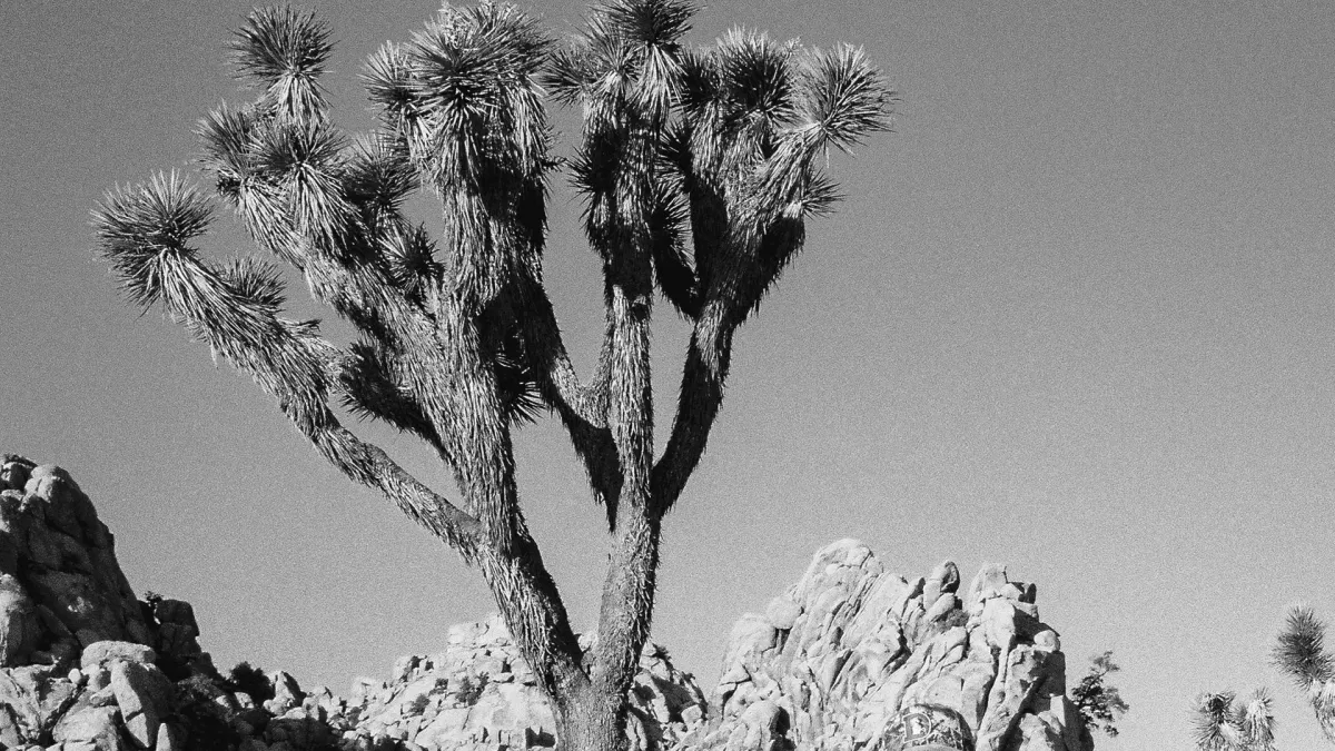 Spencer Crandall in Phoenix, 13 November | Event in Phoenix | AllEvents