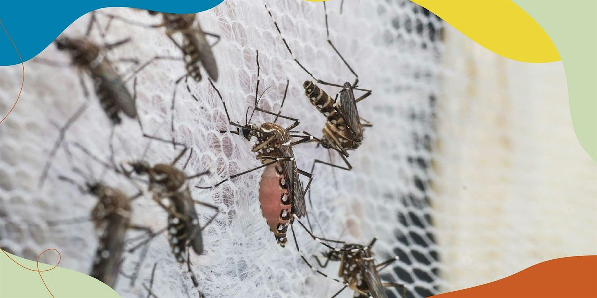 Behind The Scenes of Mosquito Factory for the Fight against Dengue | Event in Paya Lebar | AllEvents