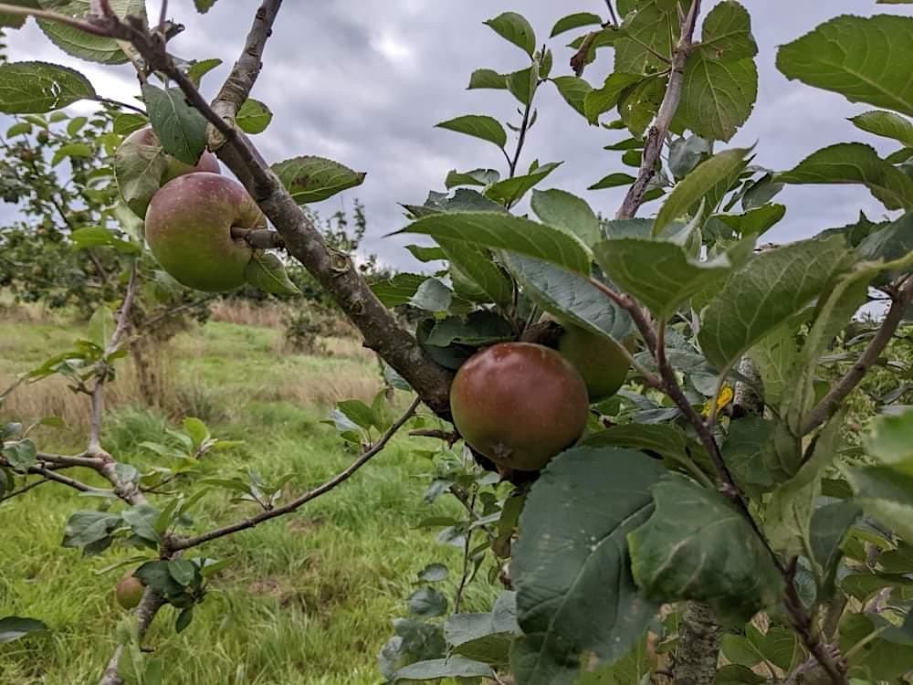How to prune an apple or pear tree / Sut i docio coeden afal neu gellyg