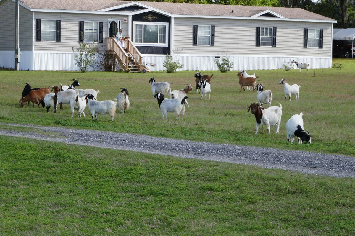 Goats 101 - in person, 2232 NE Jacksonville Rd, Ocala, 22 August to 23 ...