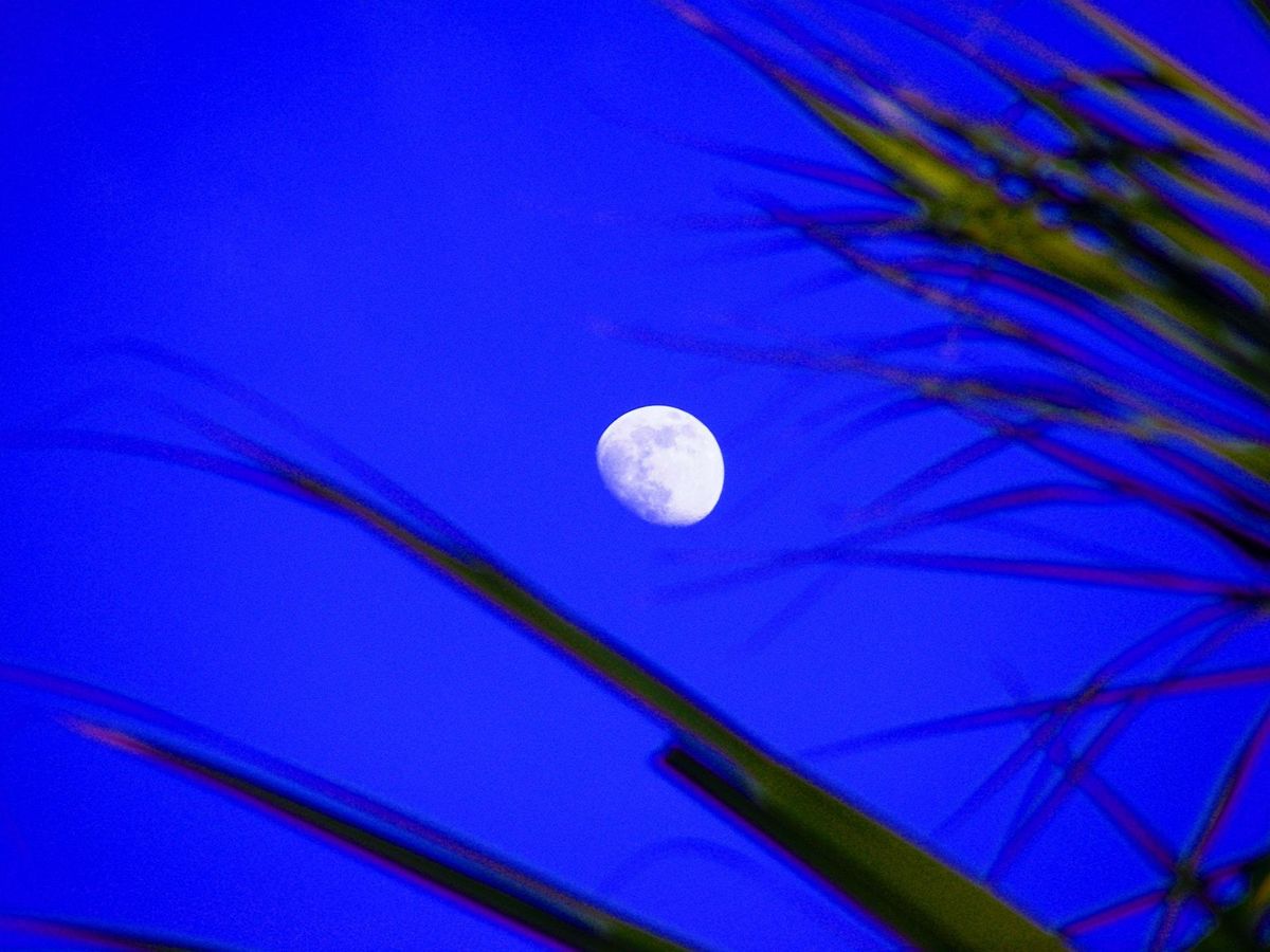 EcoWalk: Family Moonlight Adventures, Urfer Family Park, Sarasota, 27