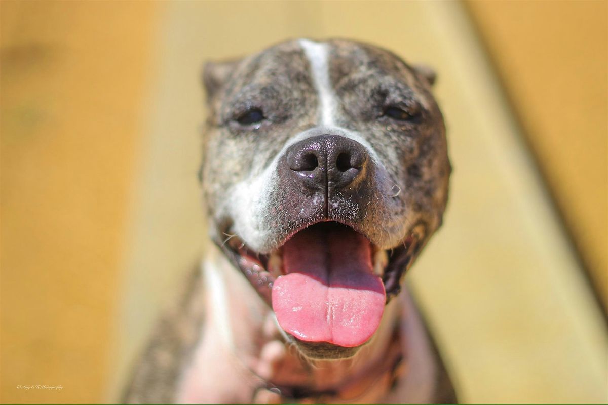 Meet & Match Weekend Senior Sunday, Best Friends Pet Resource Center