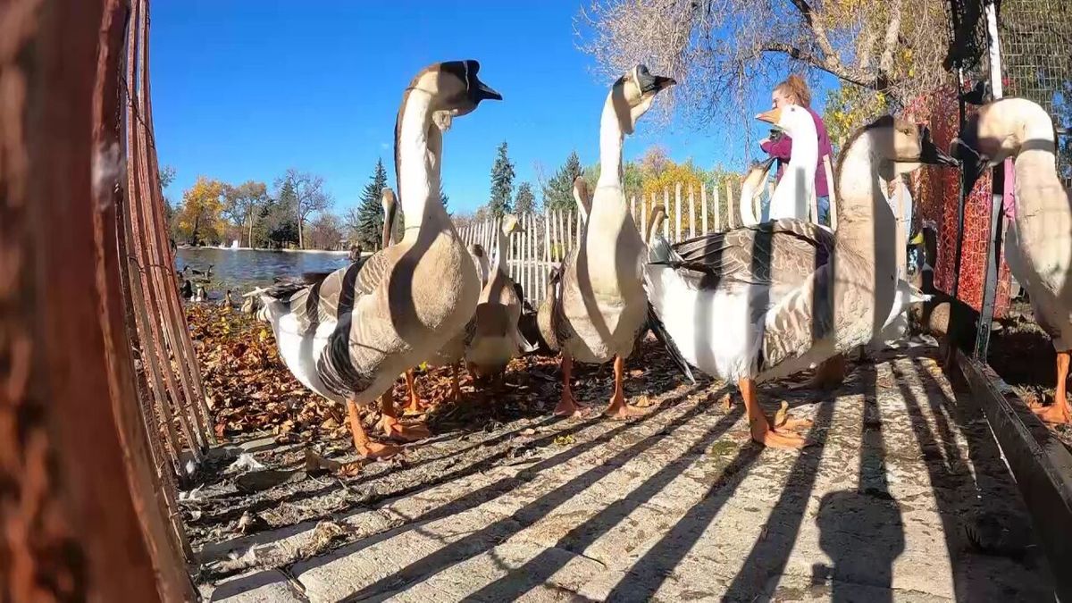 Parking Geese (17+), 17 October | Event in Chicago | AllEvents