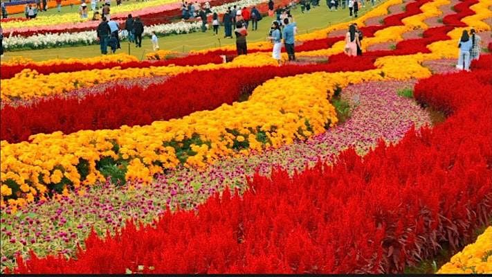 Tesselaar KaBloom Festival of Flowers- Millions of Colourful Autumn Blooms, 24 March | Online Event | AllEvents.in