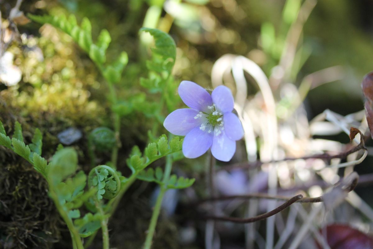 Wildflower Walk at Wizard Ranch Nature Preserve, Wizard Ranch Nature ...