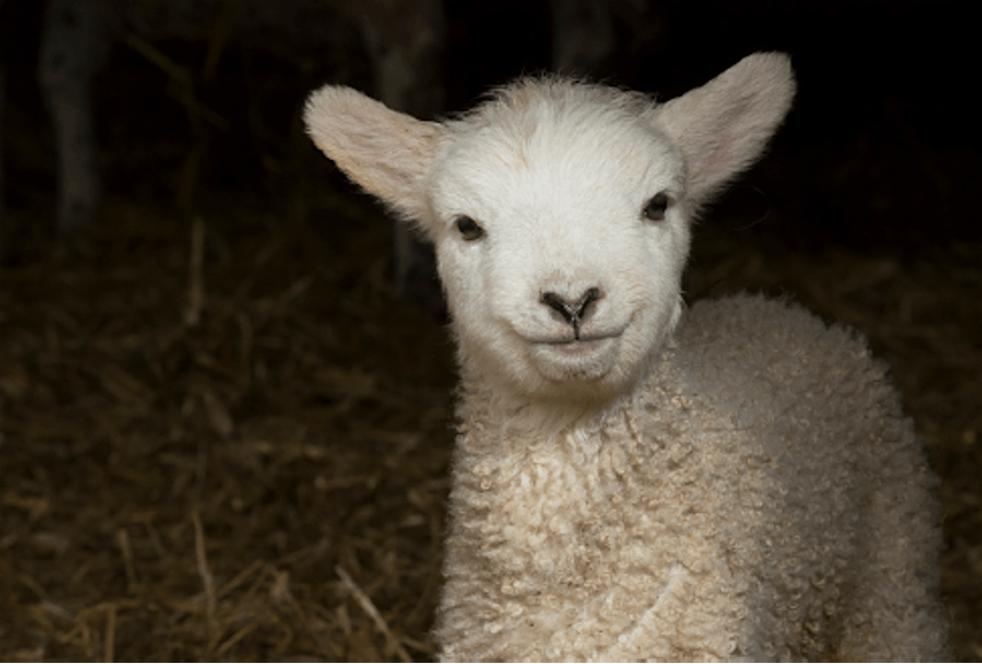 The Lamb `Feeding Experience, Jamesons Farm, AshtoninMakerfield, 2