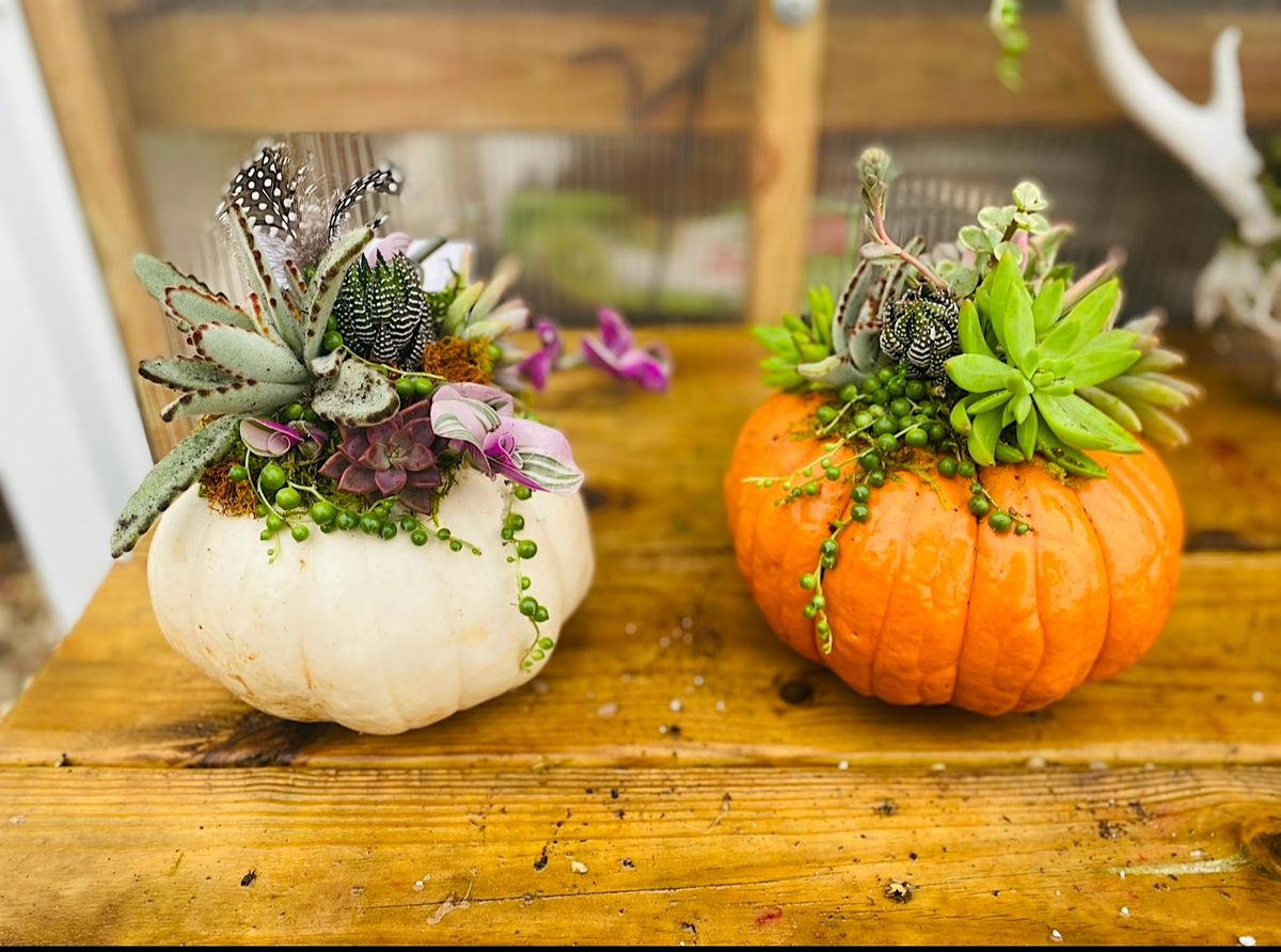 Sip + Stem Pumpkin Succulent Orchid Cellars Meadery and