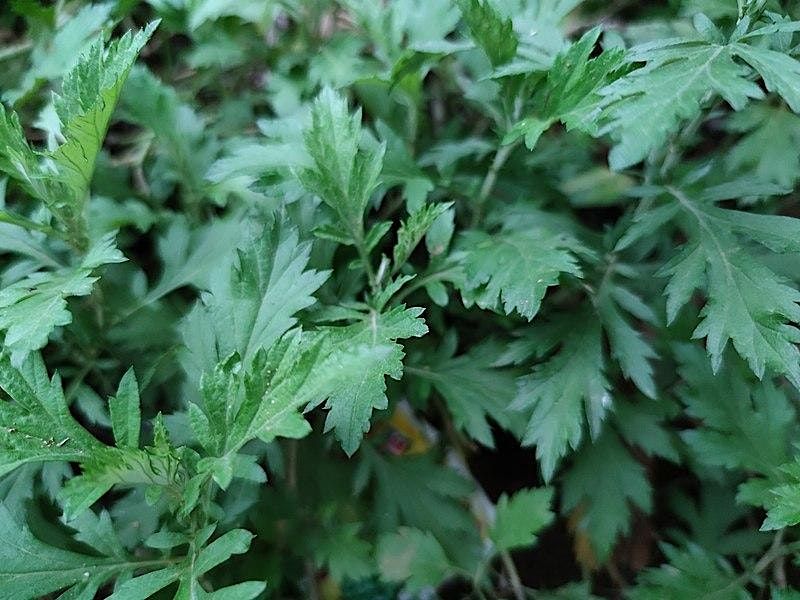 Invasive Plant Foraging Workshop, 15 April | Event in Hillsborough | AllEvents.in