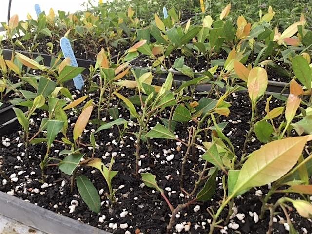 Saturday Community Nursery Volunteering | Event in Baulkham Hills | AllEvents