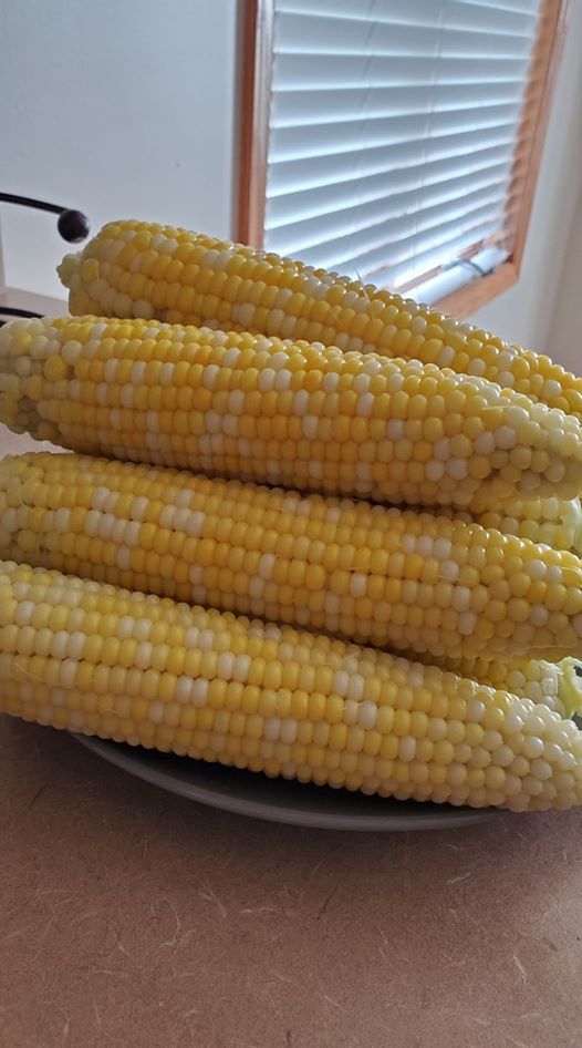 Sweet Corn For Sale Saturday July 25th, Isanti Mobil, July 25 2020