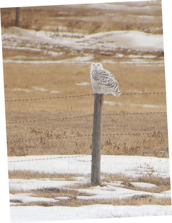 Snowy Owl Prowl, The Wild Bird Store, Calgary, 14 January 2023