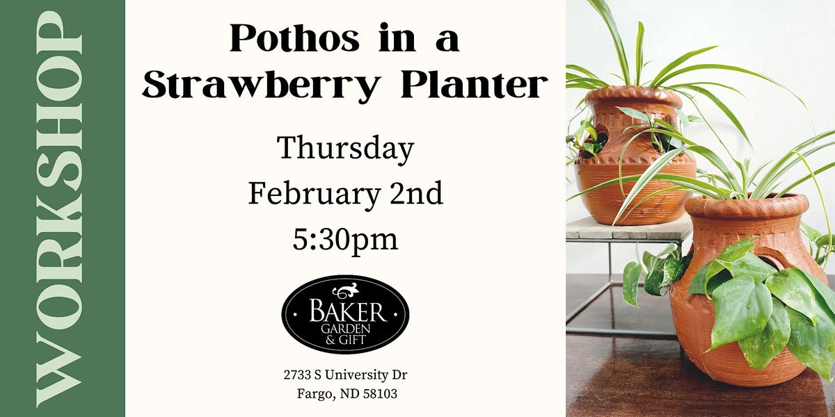Pothos in a Strawberry Planter, Baker Garden & Gift, Fargo, February 2