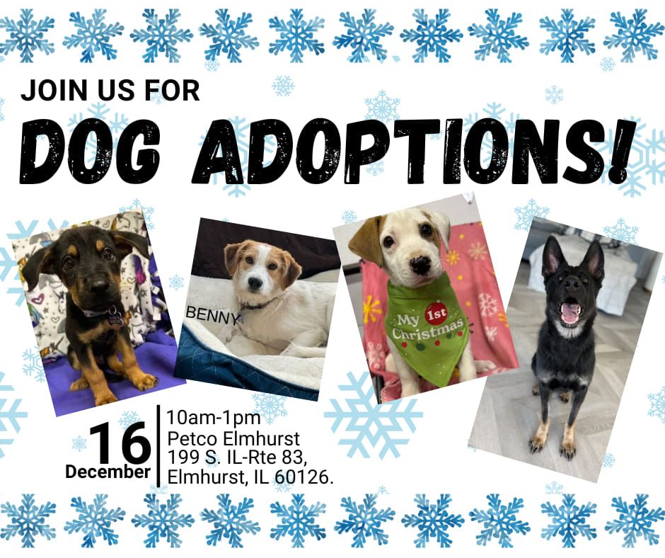 Dog /Puppy Adoptions Petco Elmhurst, Petco (Elmhurst), December 16 2023