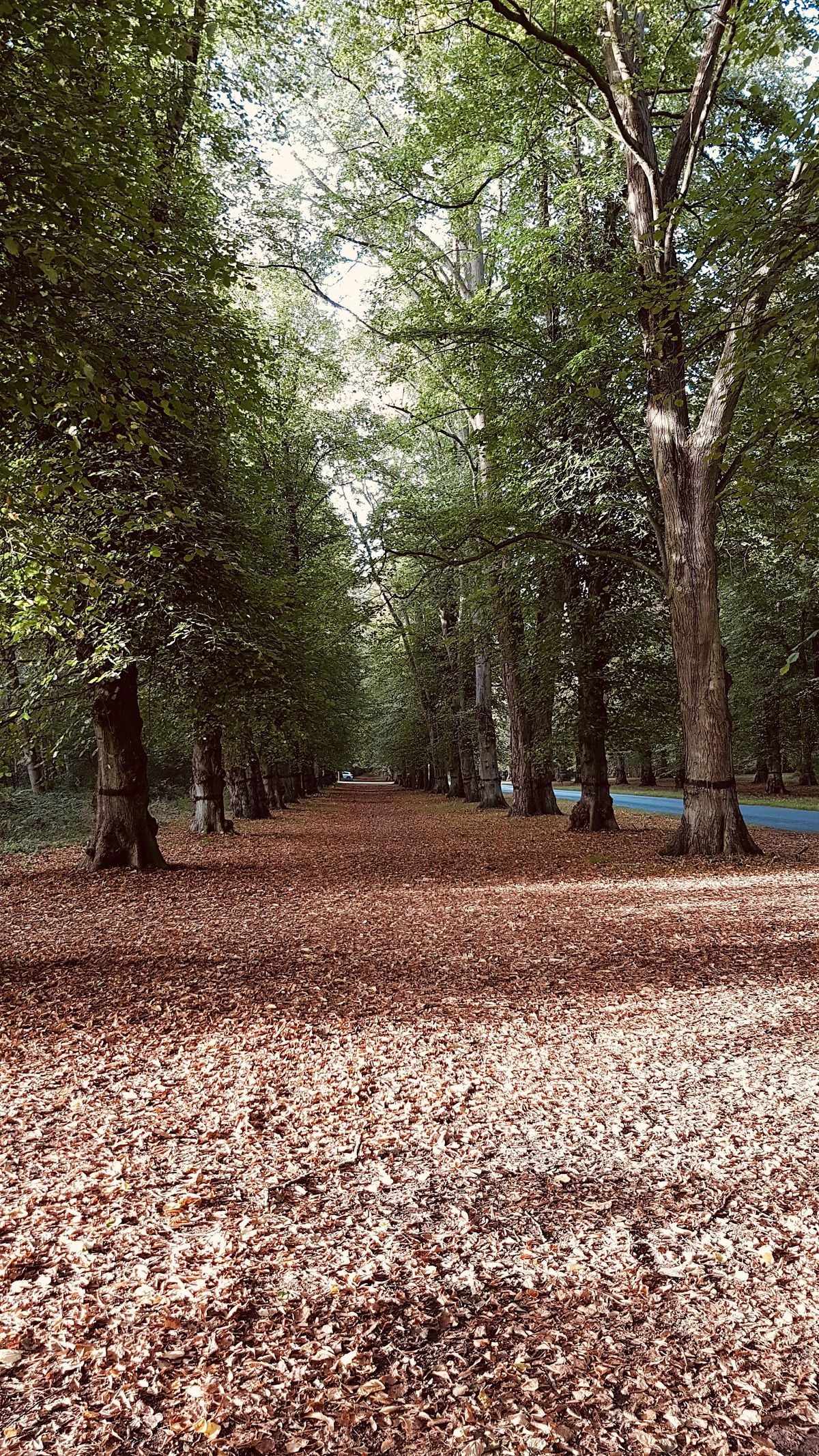 An introduction to Nature and Forest Bathing, National Trust Clumber