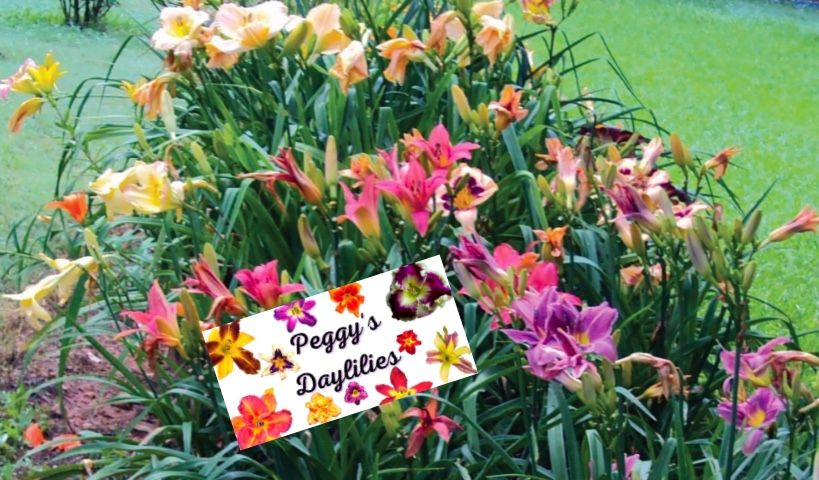 Peggys Daylilies Spring In To Love Event, The Green Room Restaurant ...
