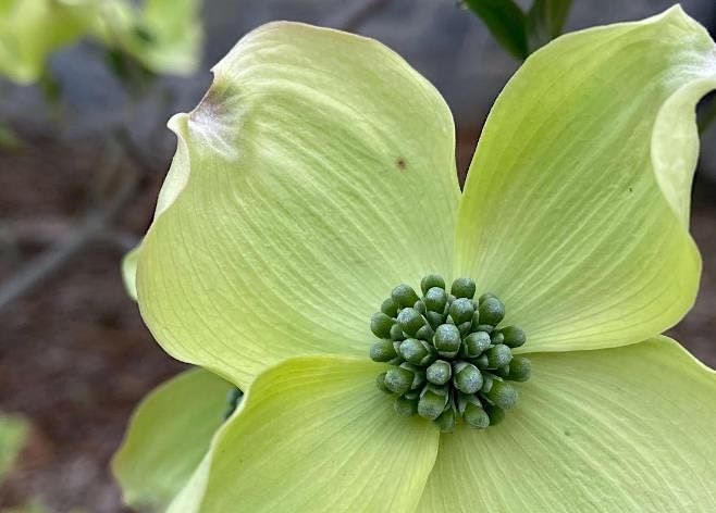 Spring Tree ID at Wildwood Park, 15 April 2023 | AllEvents