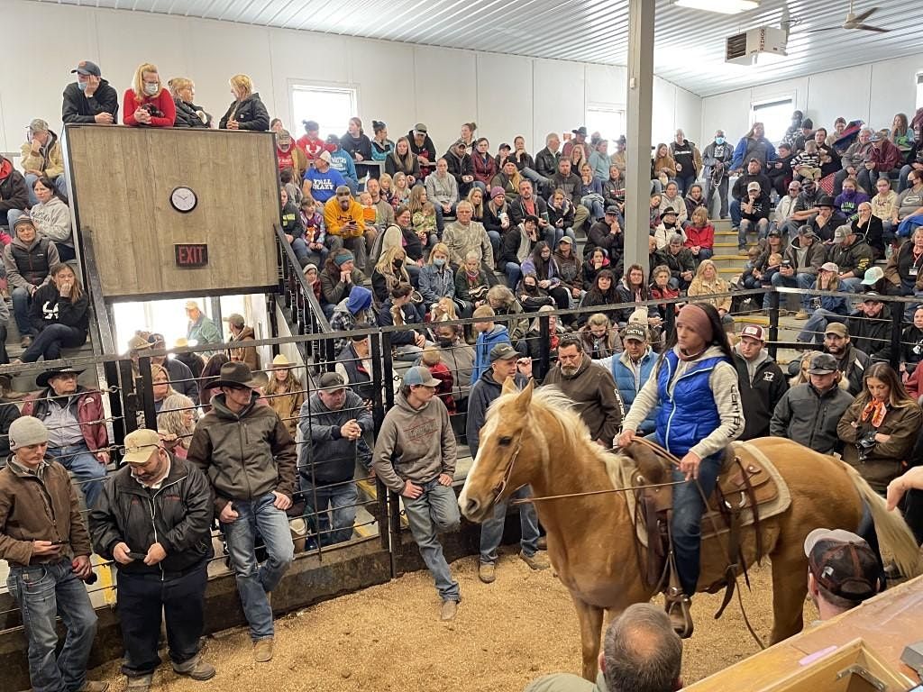 Shipshewana Black Friday Horse, Pony & Tack Sale, Shipshewana Auction