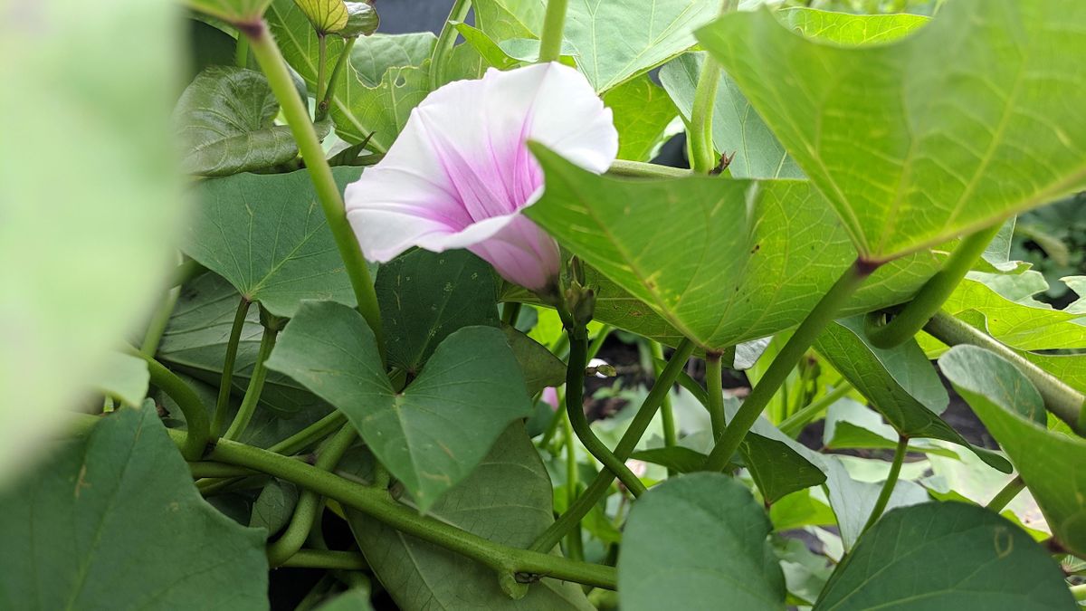 Urban Gardening Show & Tell Growing Sweet Potatoes & Composting, Garfield Park Conservatory