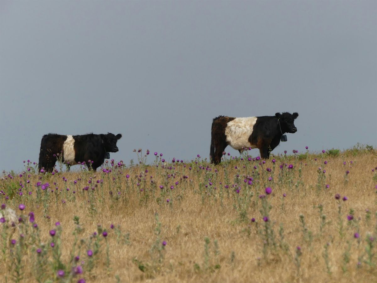 Livestock Checkers Course - LANTRA accredited, 3 December | Event in Bangor | AllEvents
