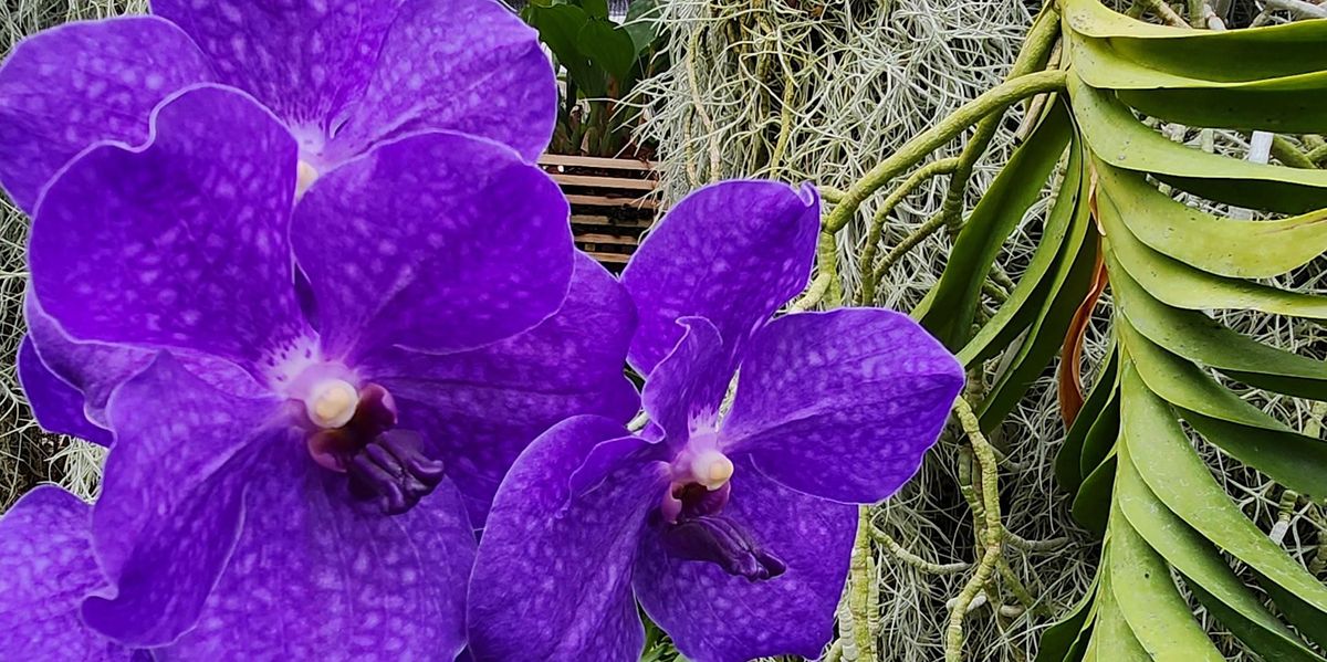 Suspended Beauty Mounting Epiphytic Ferns and Orchids, The Landcraft