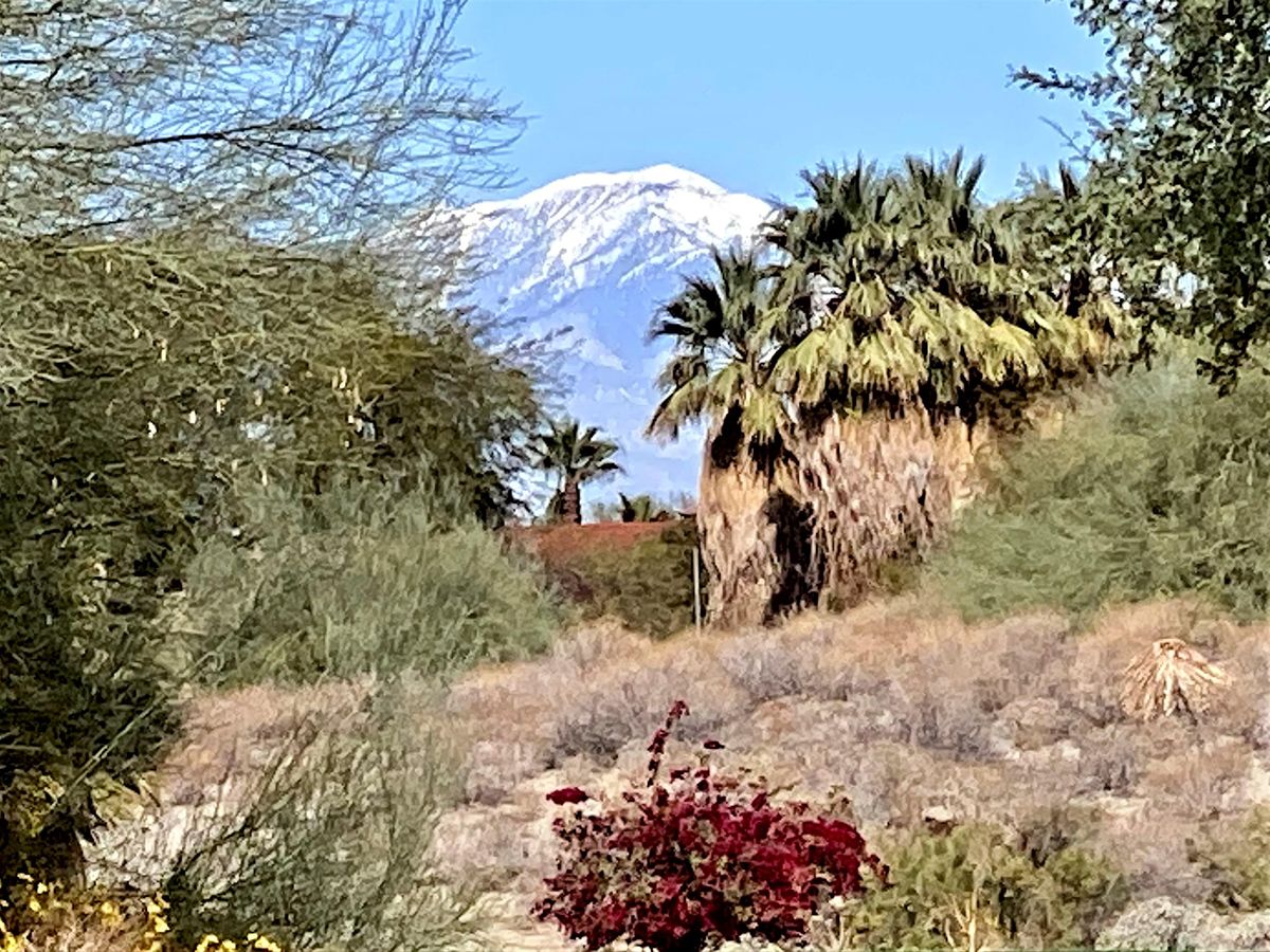Birding WalkAbout, Desert Willow, Desert Willow, Palm Desert, December