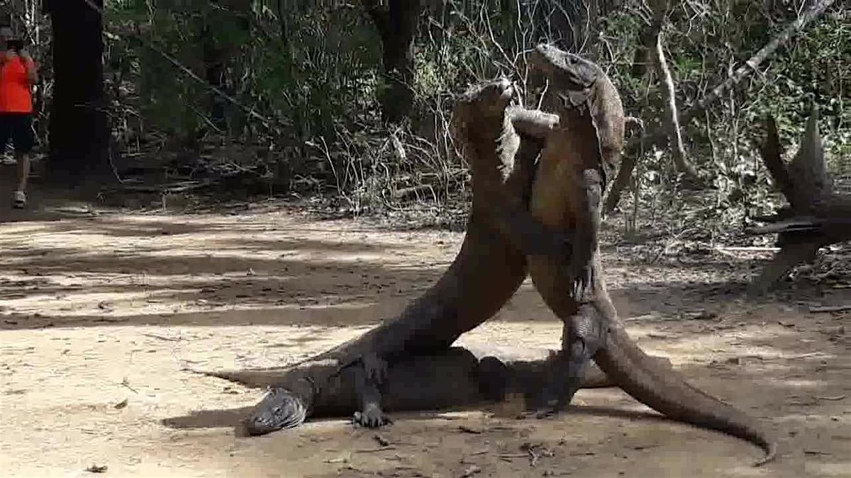 KOMODO ISLAND  & PINK BEACH TOURS - SHORE EXCURSIONS - KOMODO MAS TOUR | Event in Labuan Bajo | AllEvents