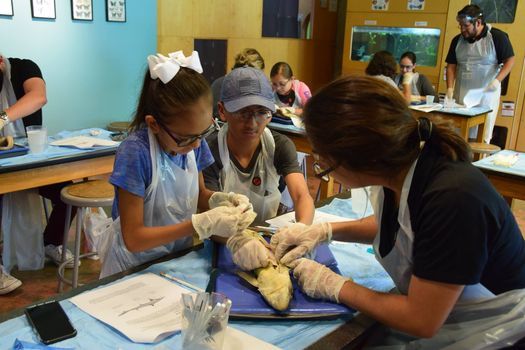 Dissection Workshop With McAllen Public Utility International Museum Dissection Workshop With McAllen Public Utility International Museum