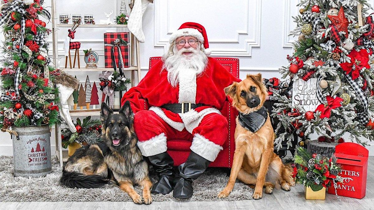 Pet Pictures with Santa Paws by Dogdrop + Sploot Vet Care, Dogdrop Dog