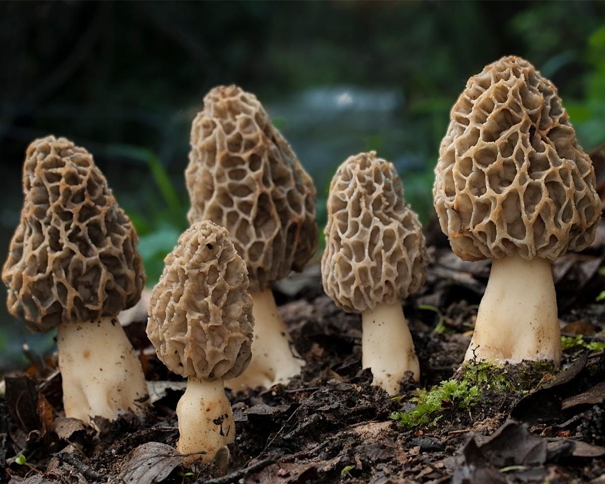 FREE MOREL MUSHROOM EDUCATION CLASS, Will Rogers Gardens, Oklahoma City
