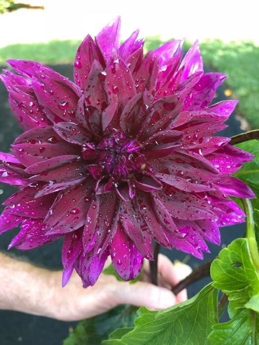 Ask A Master Gardener Spring Clinic At Merrifield Garden Center