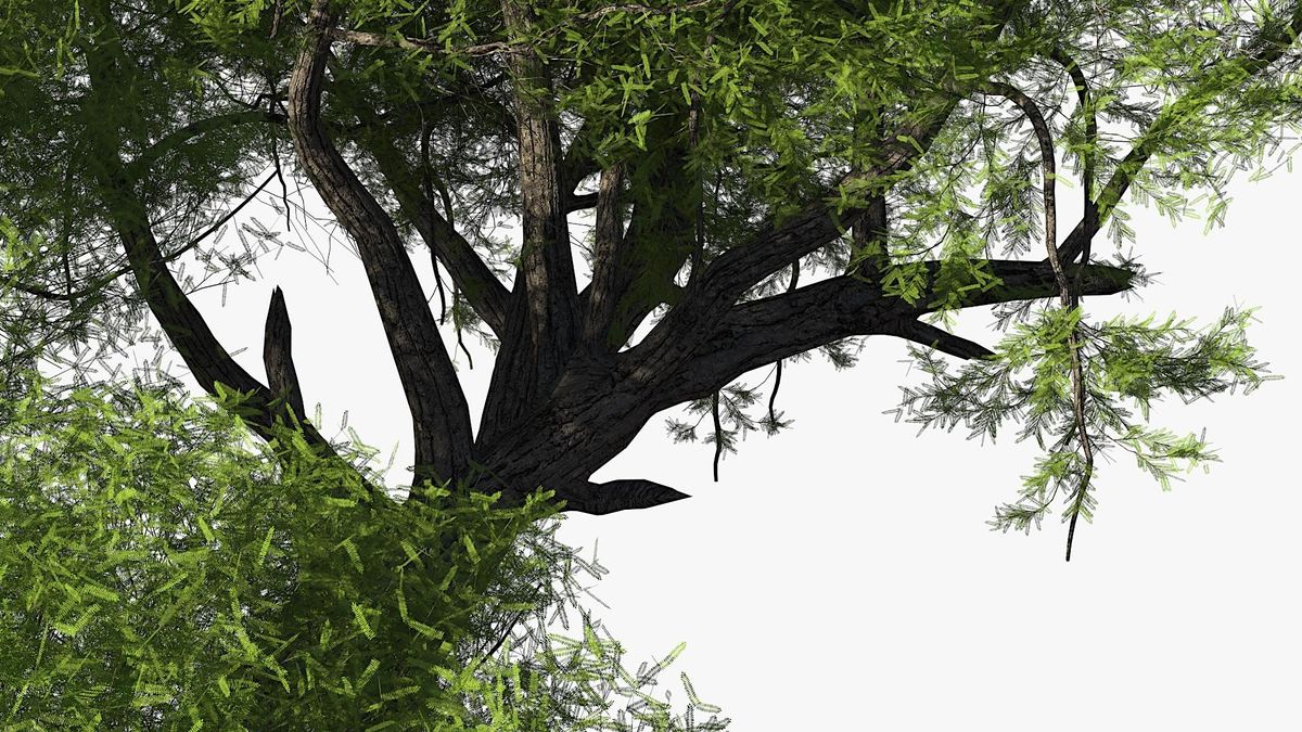 Acacia wood, 5 March | Event in Paulding | AllEvents