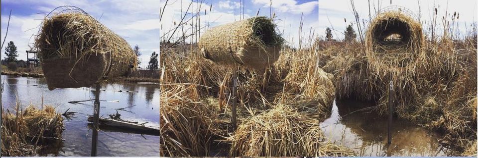 2023 Mallard Nesting Tube Refresher, Old Mill District, Bend, 20