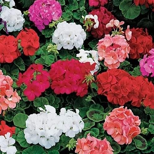 Mystical New Moon Geranium DIY Workshop & Journey 5/16/26, 16 May | Event in Salem | AllEvents