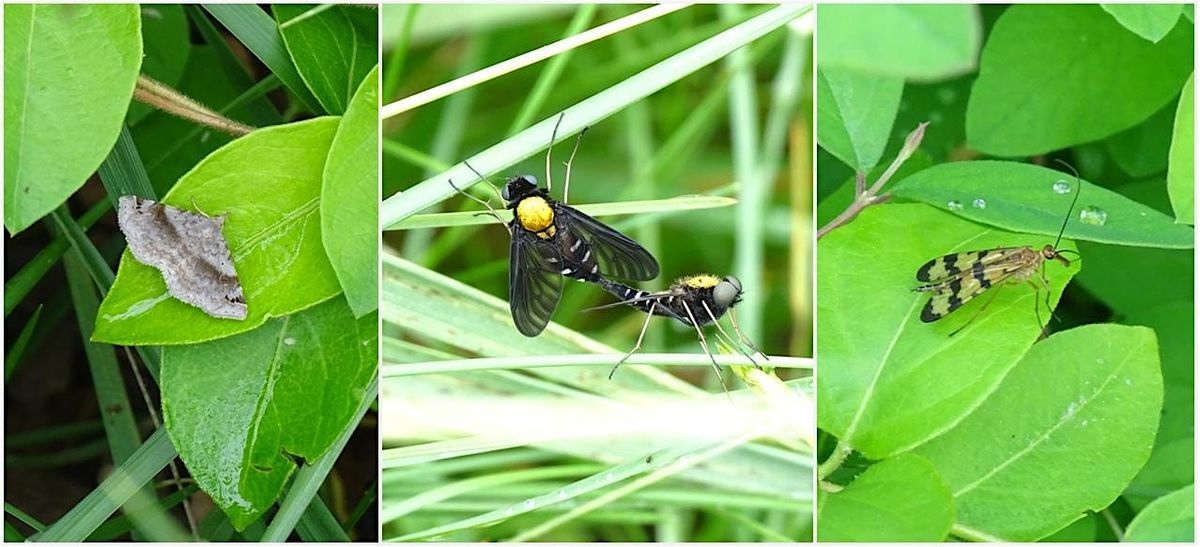 Bugs Life: A Closeup Look at the World of Insects, Oak Spring Garden ...
