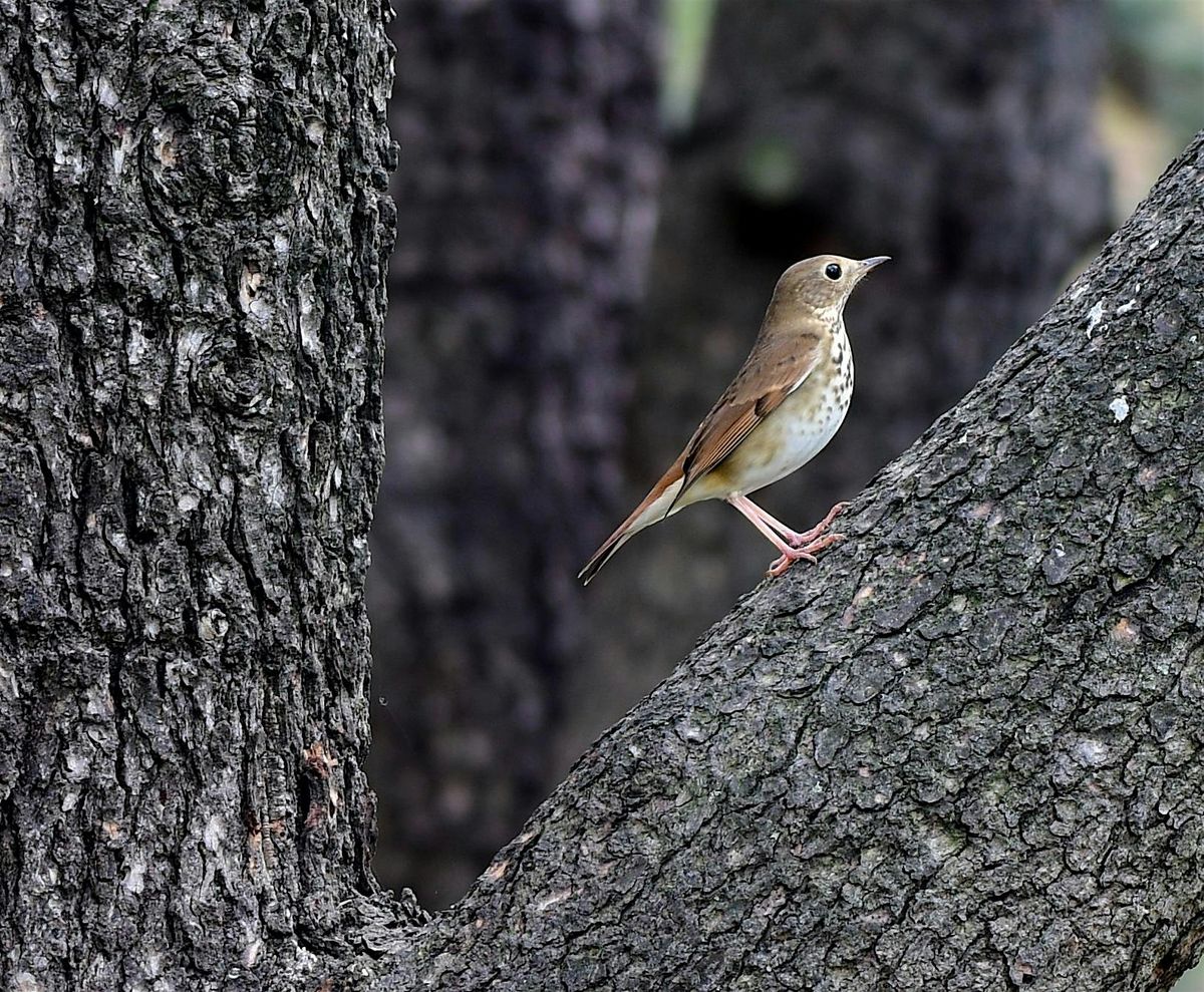 Guided Bird Walks (Multiple Dates) | Event in New York | AllEvents