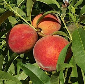 Vegetable Gardening in Central Florida, 12 August | Event in Lecanto | AllEvents