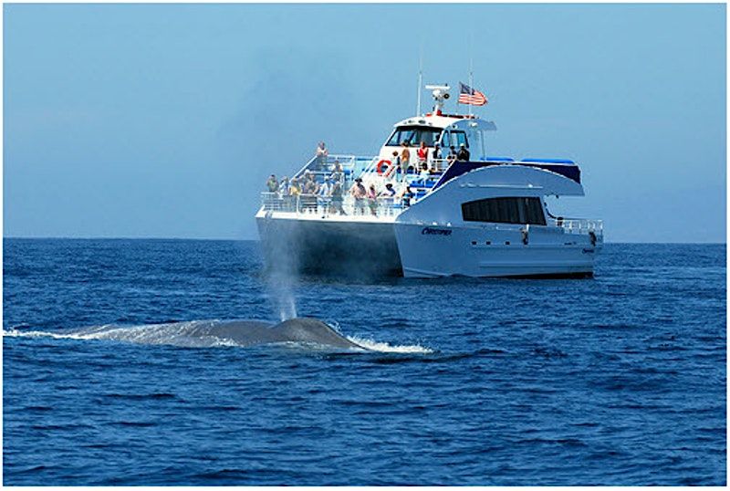 Whale Watch and Dolphin Tour from SAN PEDRO | Event in Los Angeles | AllEvents