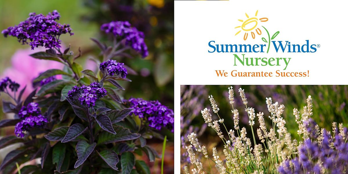 Scented Patio Class Creating an Outdoor Fragrant Oasis Dublin