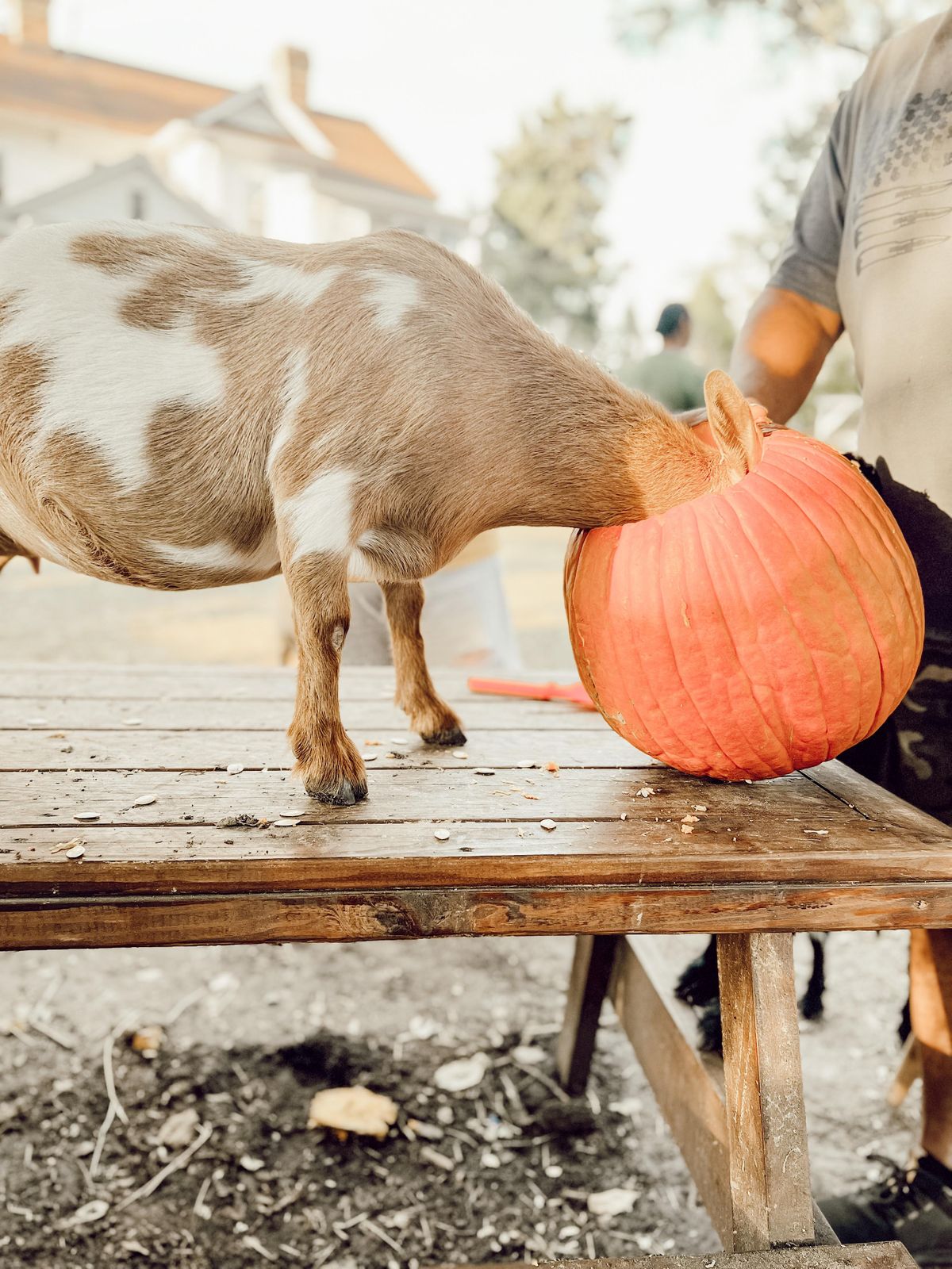 Pumpkin Carving with Goats!!, Flowertown Charm, Summerville, 21 October ...