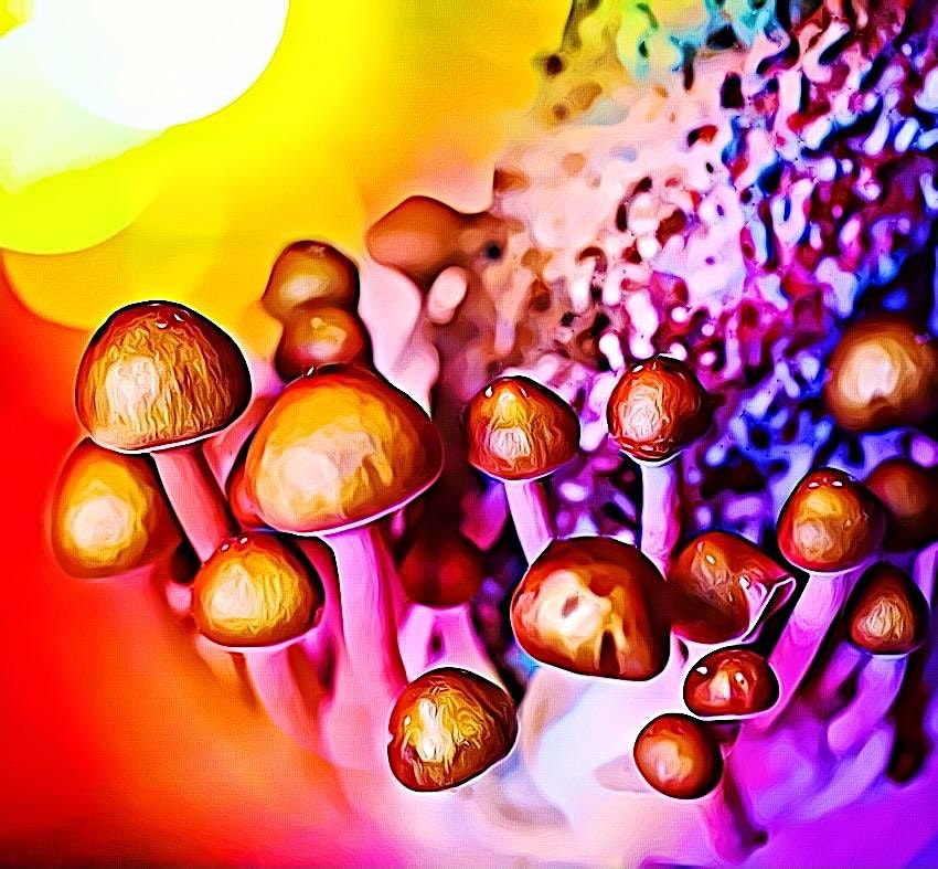 Psychedelic Mushrooms Class, The Wellbeing Orchard An Integrated