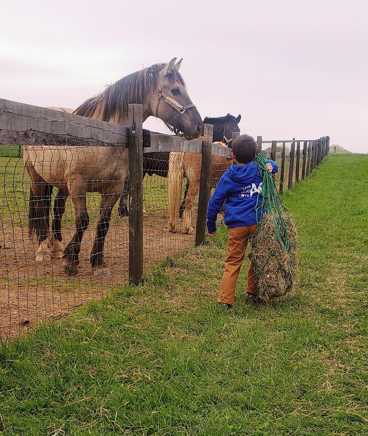 First Session of Farmyard Chore Chart 2023, The Farmyard, Parkton, 2