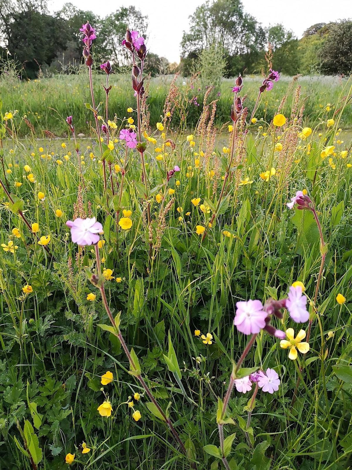 mindfulness-in-art-at-killingbeck-fields-killingbeck-fields-lnr