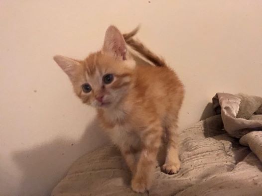 Adoption Event At Petco Westland