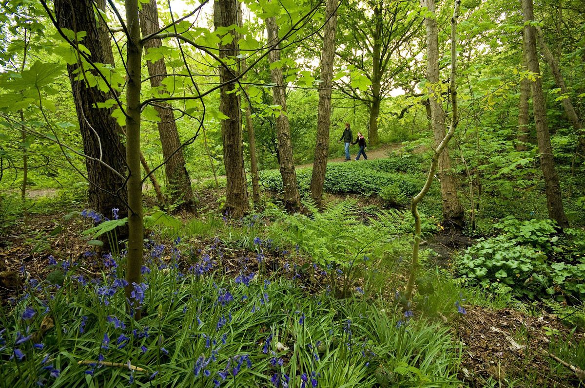 A Woodland Networking Day, The Snods Community Centre