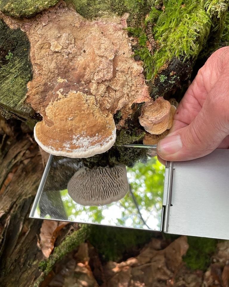 Certificate Of Applied Bushcraft level 4, Woodcraft School, Wisborough